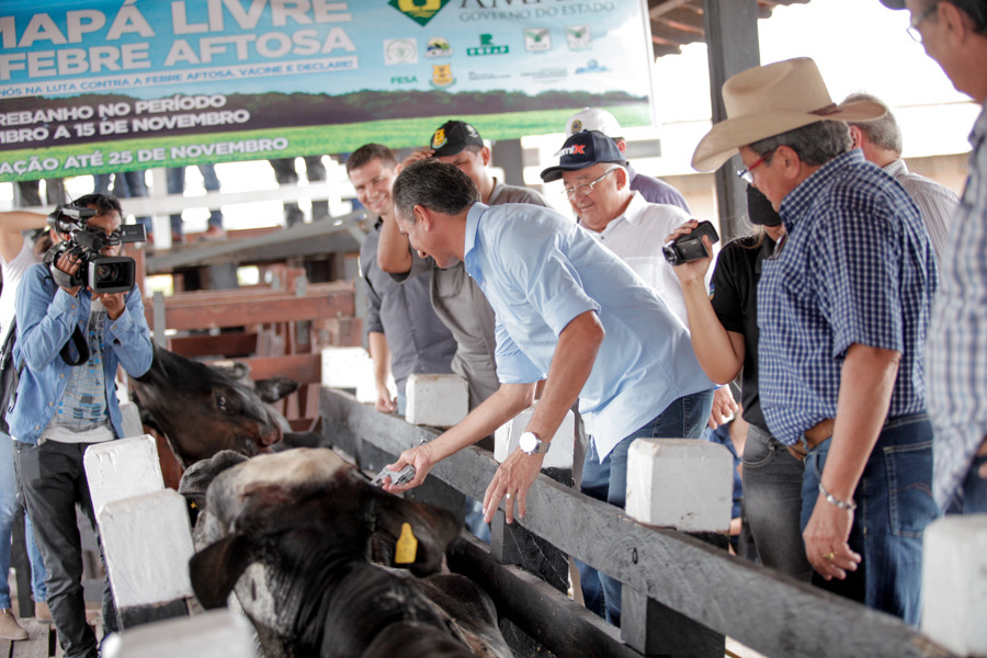 notícia: Amapá lança campanha decisiva contra aftosa e foca no mercado exportador