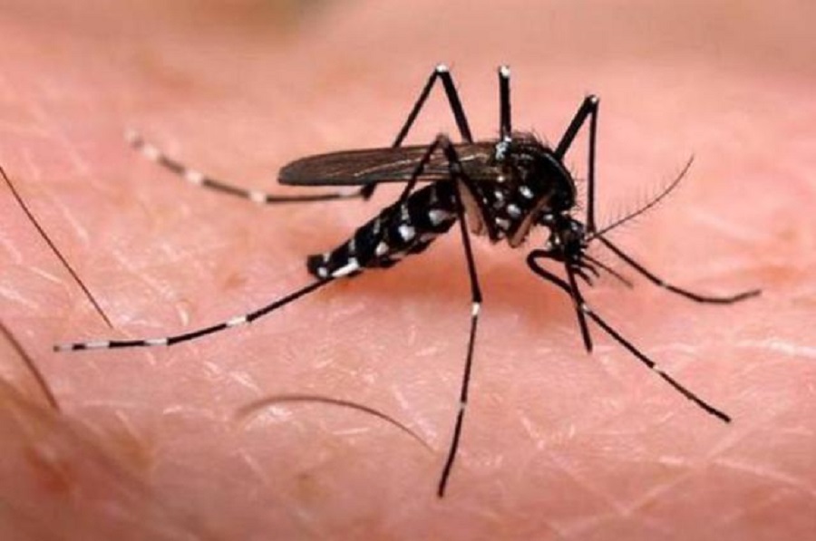 notícia: Relatório aponta queda nas doenças causadas pelo Aedes no primeiro semestre de 2016