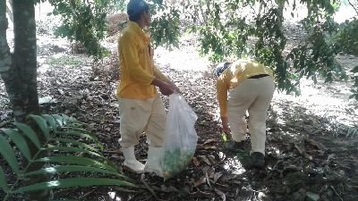 notícia: Amapá avança em 50% no controle da mosca da carambola e tem um município sem o inseto