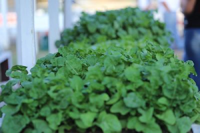 notícia: Feira Sol: Bairro Laguinho recebe feira itinerante neste domingo