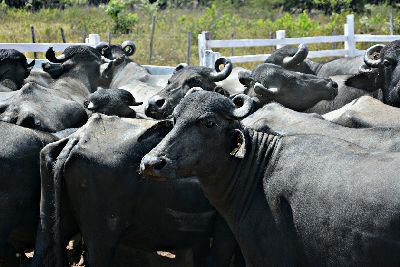 notícia: Amapá será sede do Encontro Nacional dos Criadores de Búfalos