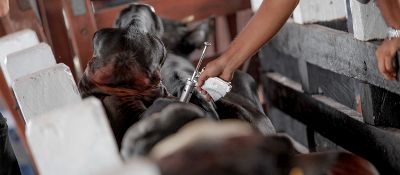 notícia: Amapá deverá receber cursos de Medicina Veterinária, Agronomia e Zootecnia