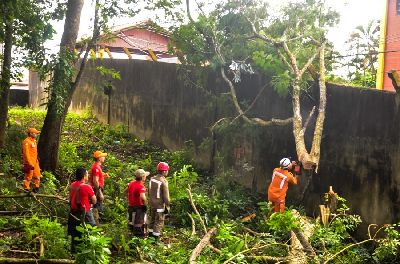 notícia: Após ventania, Bombeiros atuam na remoção de árvores