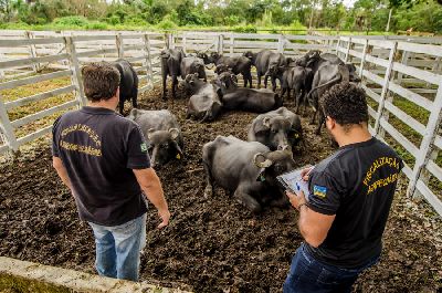 notícia: Diagro inspeciona animais que participarão da 1ª ExpoBúfalo 