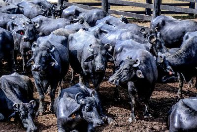 notícia: 1ª ExpoBúfalo reúne programação com oficinas e palestras sobre a cadeia produtiva animal