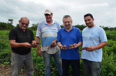 notícia: Amapá se organiza para produzir biocombustível a partir da batata-doce