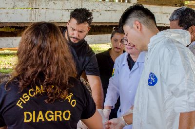 notícia: Veterinários amapaenses recebem instruções sobre diagnóstico da peste suína clássica