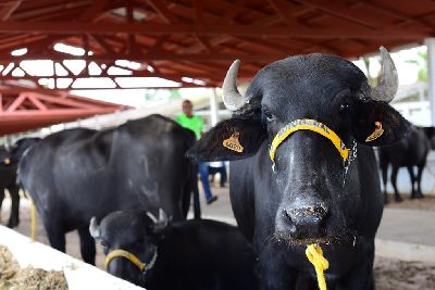 notícia: 1ª ExpoBúfalo orienta pecuaristas sobre cuidados com a saúde dos animais 