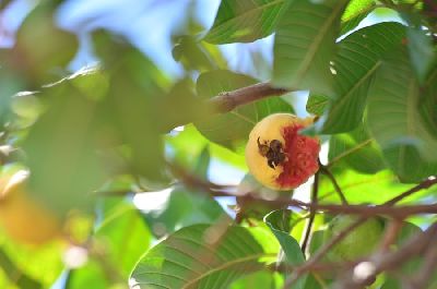 notícia: Amapá reforça combate à mosca-da-carambola