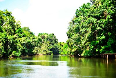 notícia: Tesouro Verde: Amapá cria nova fonte de receita a partir de créditos florestais