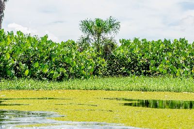 notícia: Estado conclui projeto para criação de unidades de conservação em Macapá e Santana