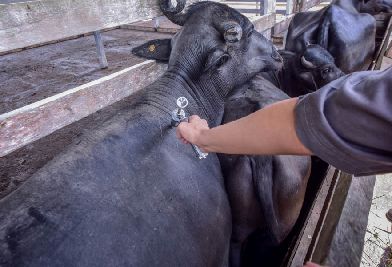 notícia:  Diagro alerta produtores sobre prazo final de vacinação contra aftosa