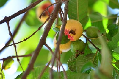 notícia: Diagro inicia fiscalizações da mosca da carambola em portos de Macapá e Santana