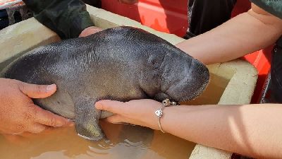 notícia: Filhote de peixe-boi morre após ser resgatado pela PM e Corpo de Bombeiros 