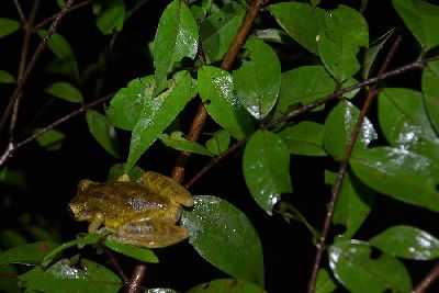 notícia: Iepa conclui primeira etapa do monitoramento de fauna na Rodovia Duca Serra