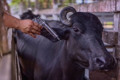 notícia: Campanha de vacinação contra aftosa começa no dia 15 de setembro