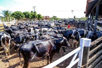 notícia: Vacinação contra febre aftosa no Amapá já começou e vai até 15 de novembro