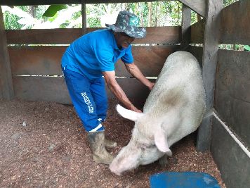 notícia: Manejo de produção de suínos, bubalinos e aves é discutido em Mazagão 