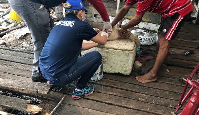 notícia: Vacina antirrábica: Amapá apresenta baixa cobertura vacinal nos últimos dois anos