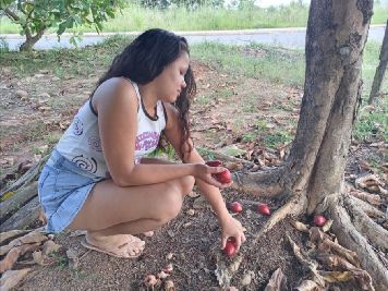 notícia: Governo do Amapá conscientiza juventude para combate à mosca da carambola