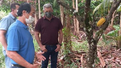 notícia: Amapá Cacau: Comitiva amapaense visita propriedades e cooperativa cacaueiras no Pará