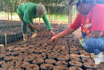 notícia: Amapá Cacau: Governo incentiva produção cacaueira com plantio de mudas para pequenos produtores