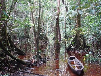 notícia: Amapá é o único estado apto a acessar plataforma que agiliza analise do Cadastro Ambiental Rural