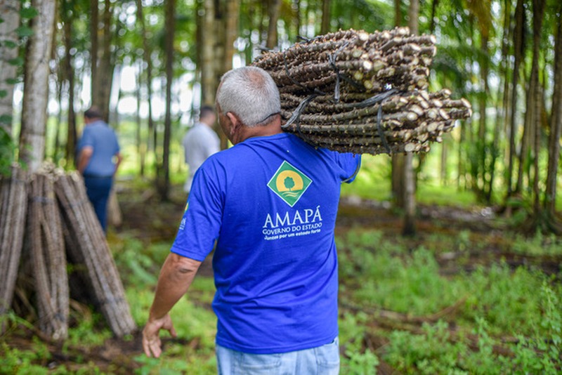 notícia: Reniva Amapá: Governo recebe 200 mil manivas-sementes para formar bancos clonais no estado