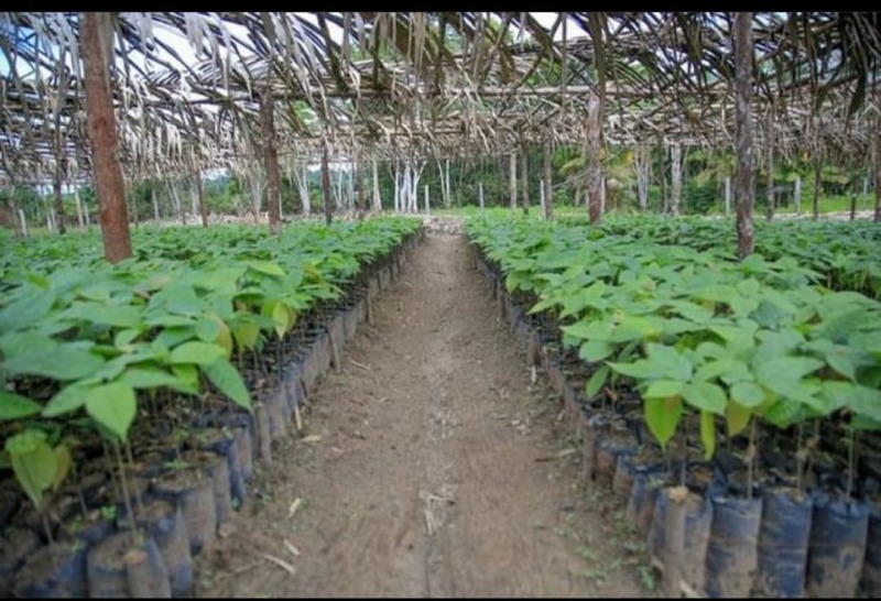 notícia: Amapá Cacau: Governo do Estado repassará mudas a produtores para plantio em fevereiro