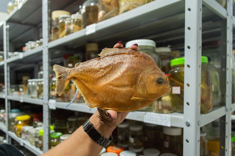 notícia: Pesquisadores do Iepa identificam nova espécie de piranha nos rios do Amapá