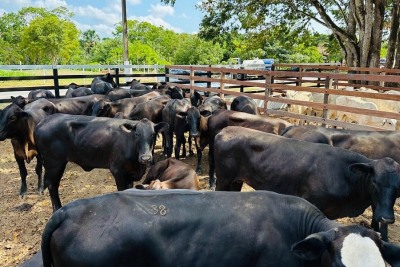 notícia: Campanha contra Febre Aftosa é prorrogada no Amapá até 31 de dezembro