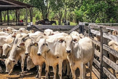 notícia: Governo do Amapá vai garantir auxílio para transporte e alimentação de animais para a 52ª Expofeira