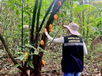 notícia: Amapá continua com plantações livres da doença monilíase do cacaueiro