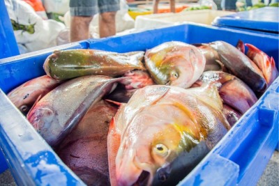 notícia: Governo do Amapá alerta para início do período de defeso de 27 espécies de pescado a partir de quarta-feira, 15