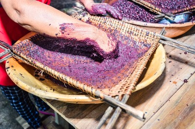 notícia: 1º Festival do Açaí de Mazagão inicia na sexta-feira, 10; confira a programação