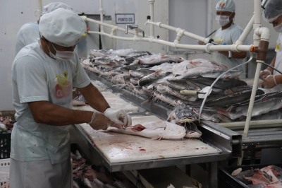 notícia: Governo do Amapá traça estratégias para potencializar produção de pescado