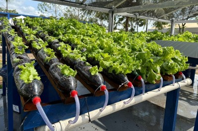 notícia: Governo do Amapá apresenta técnica de cultivo e plantio sem contato com o solo na 52ª Expofeira Amapá