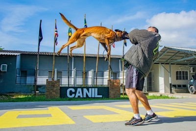 notícia: Polícia Militar do Amapá faz demonstração das habilidades dos cães policiais que atuam no combate ao crime