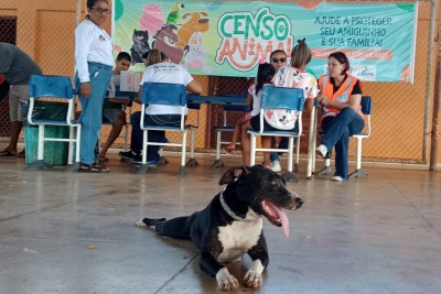 notícia: Governo do Amapá intensifica ações para cadastro de pets no Censo Animal com atendimentos na rede Super Fácil