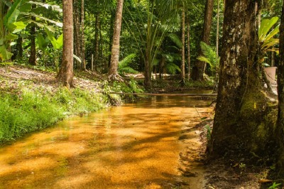 notícia: Projeto recompensa pequenos produtores rurais da Amazônia por conservação da floresta