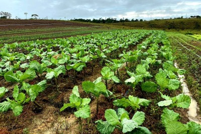 notícia: Governo do Amapá investe R$ 430 mil na construção da feira do produtor na comunidade do Ariri, em Macapá