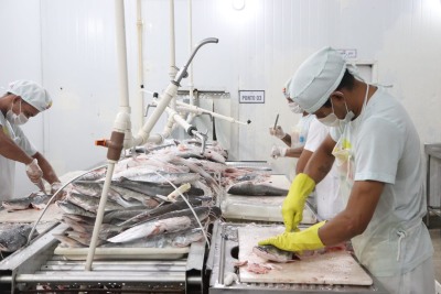 notícia: Governo do Amapá mapeia rota do pescado para analisar formas de potencializar setor pesqueiro