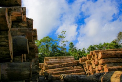 notícia: COP 28: Amapá apresenta método eficaz na gestão de florestas; entenda como funciona o manejo florestal sustentável