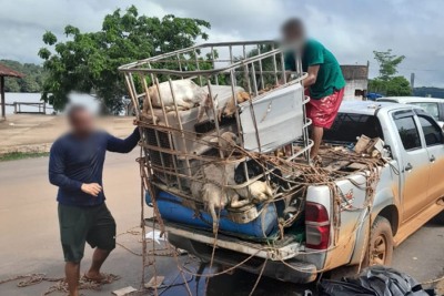 notícia: Polícia Militar prende homem por maus tratos contra animais e outros crimes ambientais, em Oiapoque