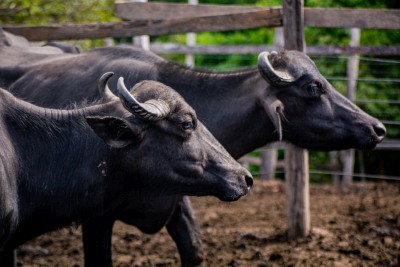 notícia: Amapá alcança status de ‘livre de aftosa sem vacinação’ e pode comercializar carne bovina para todo Brasil e exterior