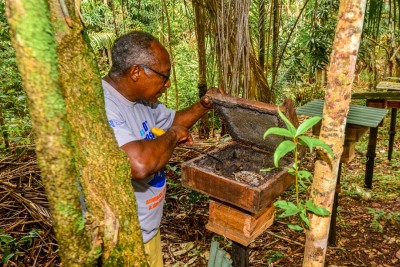 notícia: Unidade de Beneficiamento de Produtos de Abelha vai potencializar produção de mel no Amapá