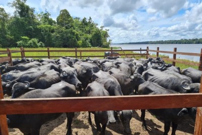 notícia: Governo do Estado garante fomento para realização da 30ª Agropesc, no município de Amapá