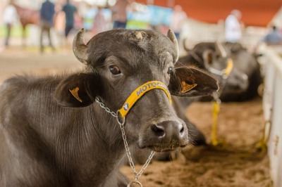 notícia: Governo do Estado apresenta critérios para participação de animais na 52° Expofeira do Amapá