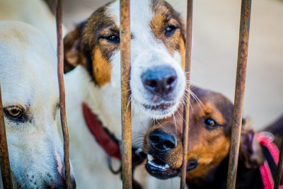 notícia: Saiba como denunciar crimes de maus-tratos contra animais no Amapá