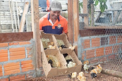 notícia: Governo entrega granjas e 500 aves para produtores da Linha F, em Macapá